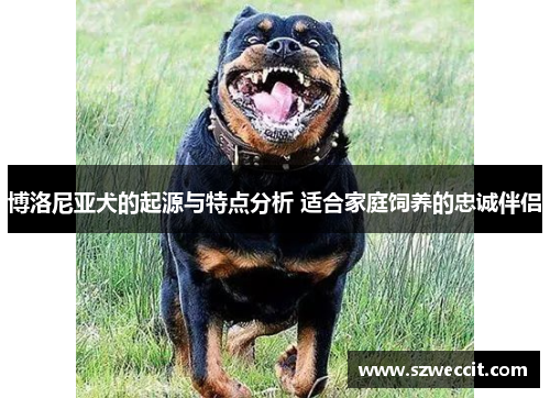 博洛尼亚犬的起源与特点分析 适合家庭饲养的忠诚伴侣